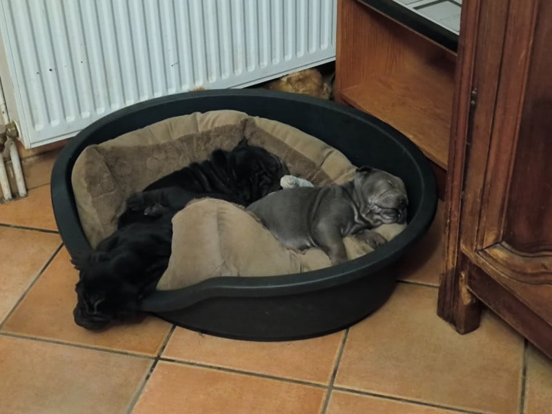 Shar Pei - Des Terres Ancestrales