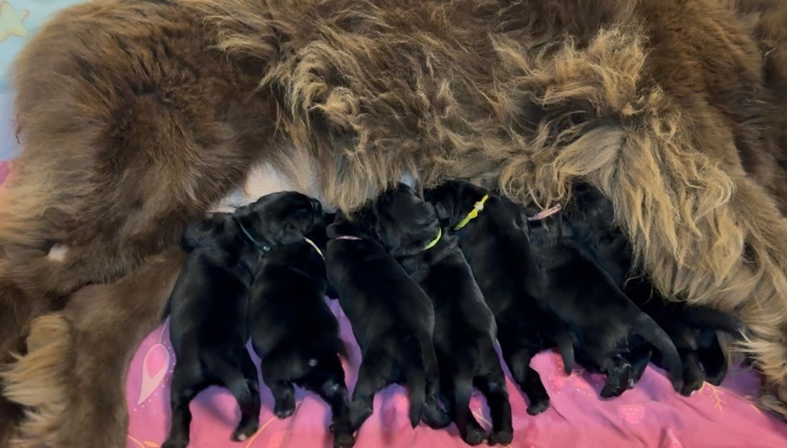 Terre-neuve - Des Oursons Du Vexin Normand