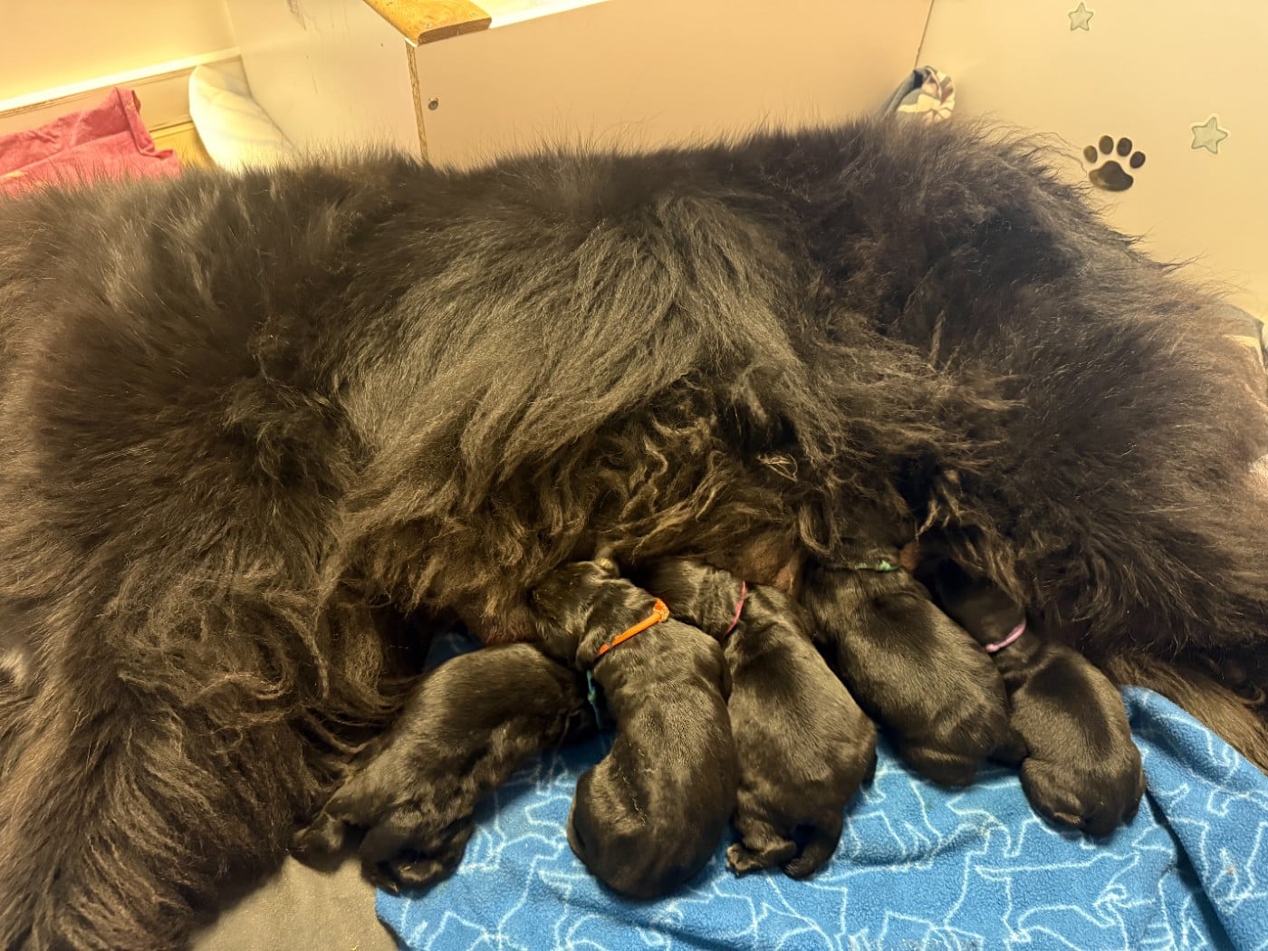 CHIOT 1 - Terre-neuve