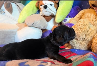 Les chiots de Terre-neuve