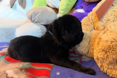 Les chiots de Terre-neuve