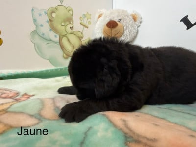 Les chiots de Terre-neuve