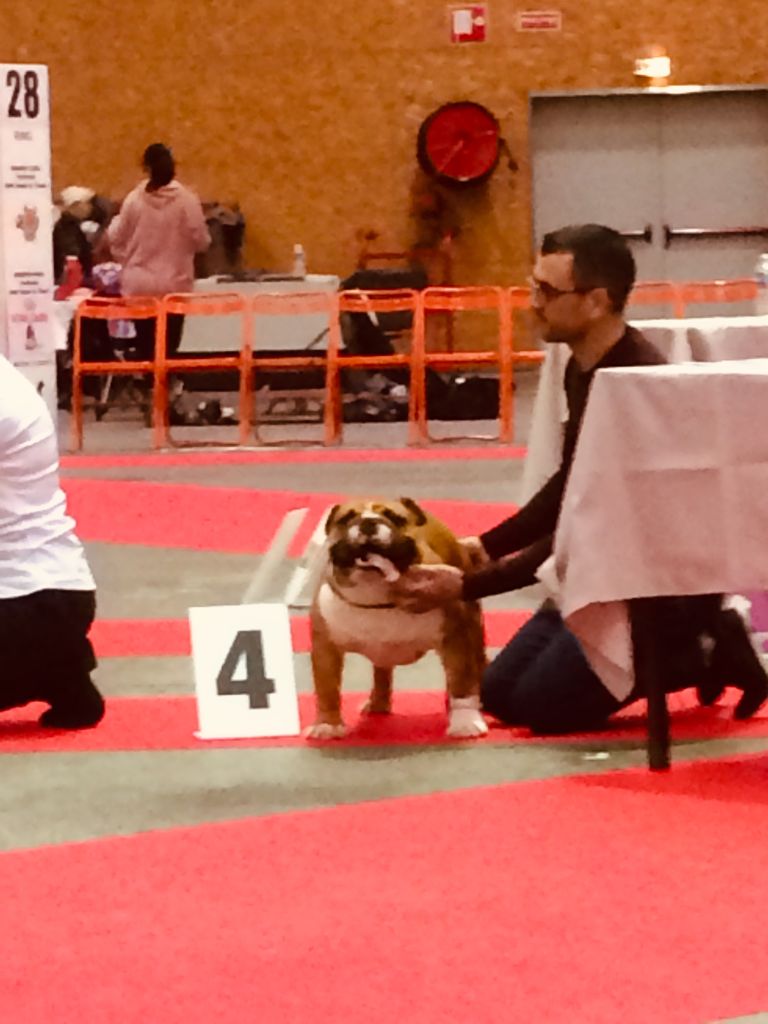 Publication : Luso Bull King Dog Auteur : Oscar