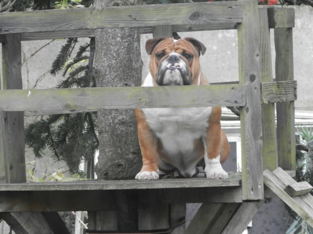 Publication : Luso Bull King Dog Auteur : Oscar