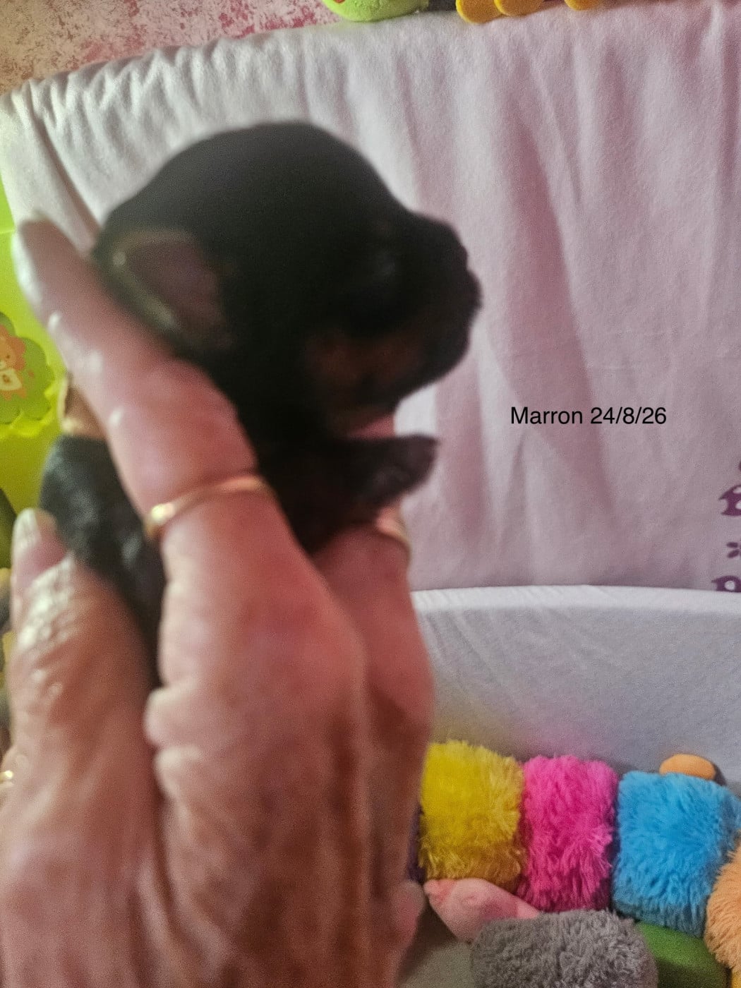 Marron - Yorkshire Terrier