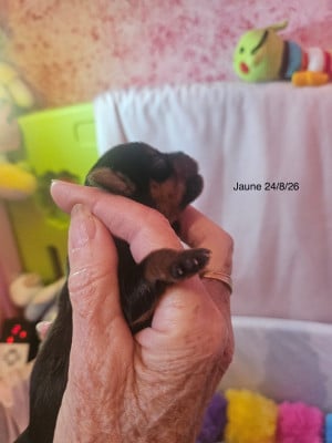 Les chiots de Yorkshire Terrier