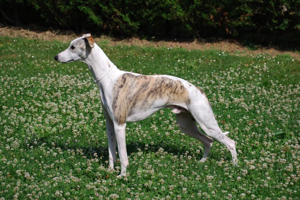 Chiot Elevage De Boissegur eleveur de chiens Whippet