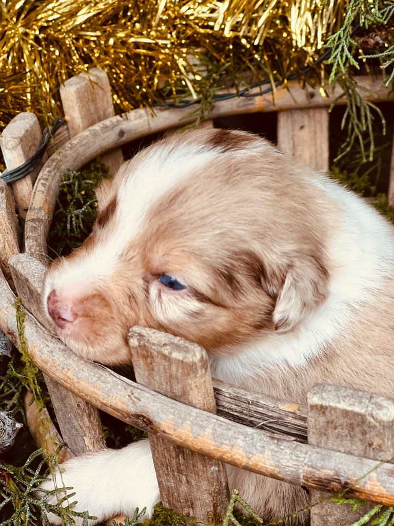 CHIOT 5 - Berger Australien