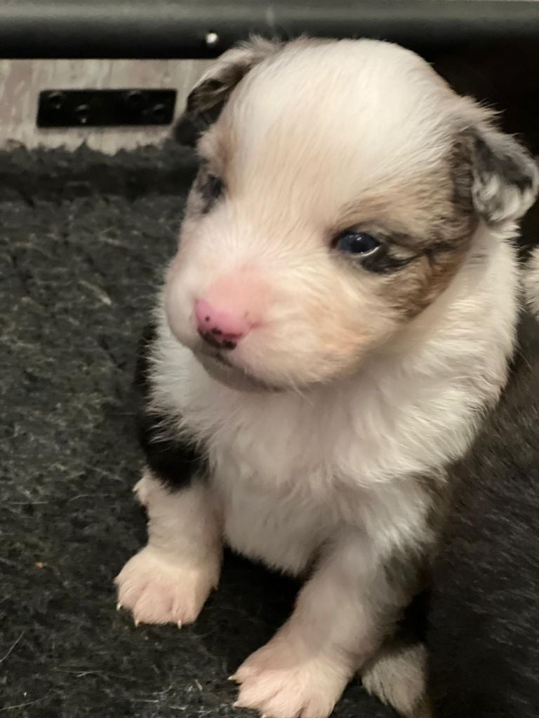 CHIOT 1 - Berger Australien