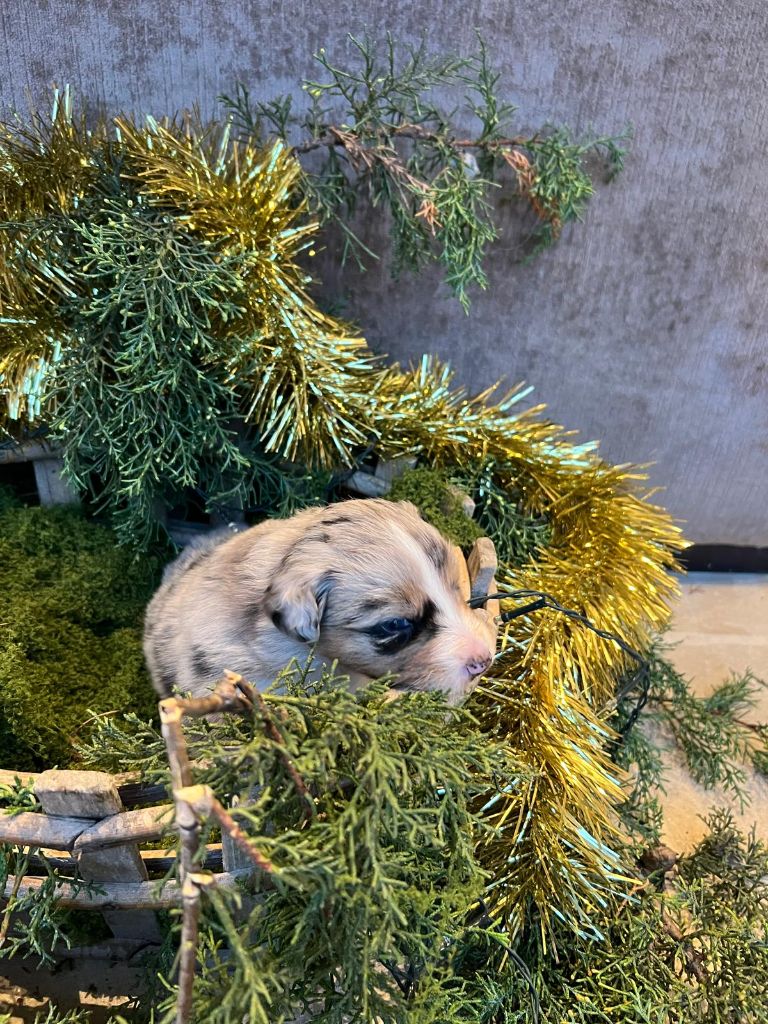 CHIOT 2 - Berger Australien