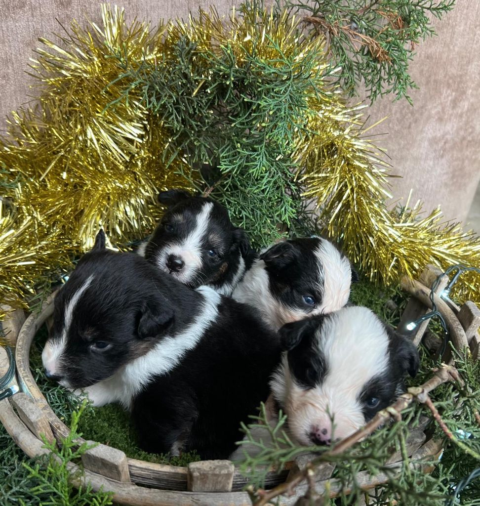 CHIOT 7 - Berger Australien