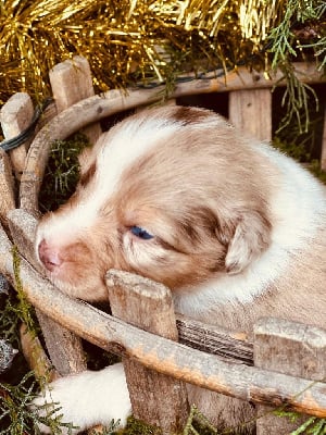 Les chiots de Berger Australien