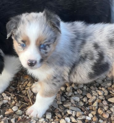 Les chiots de Berger Australien