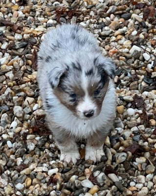 Les chiots de Berger Australien