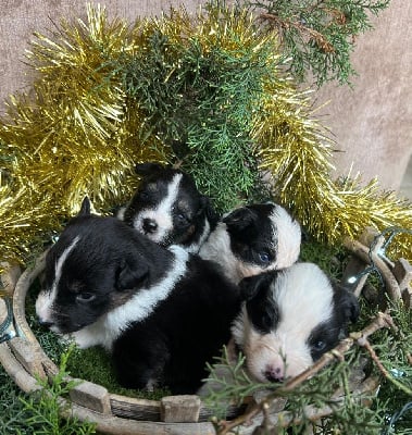 Les chiots de Berger Australien
