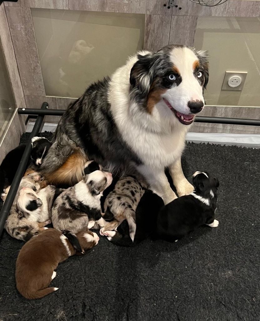 Berger Australien - Des Gardiens Du Rouvergue