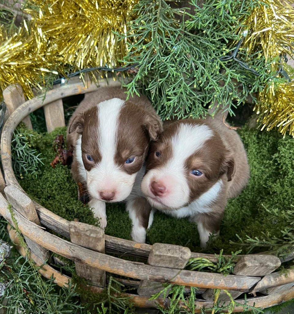 CHIOT 4 - Berger Australien