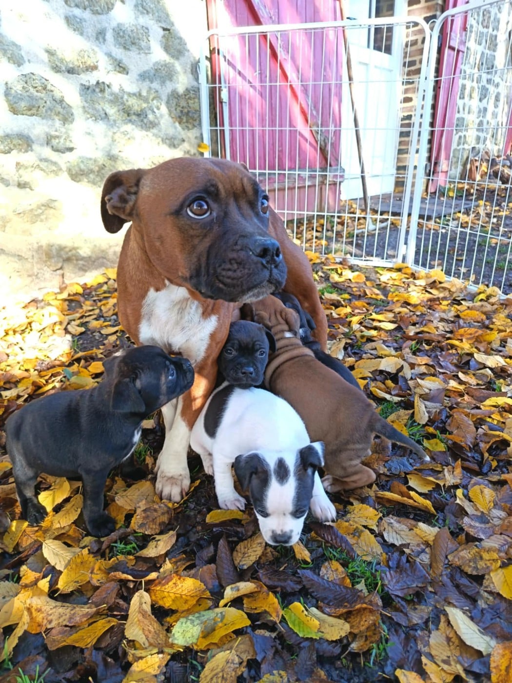 Staffordshire Bull Terrier - Kehnox Wood