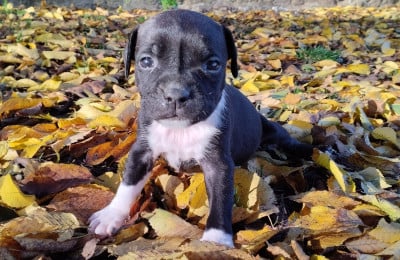 Les chiots de Staffordshire Bull Terrier