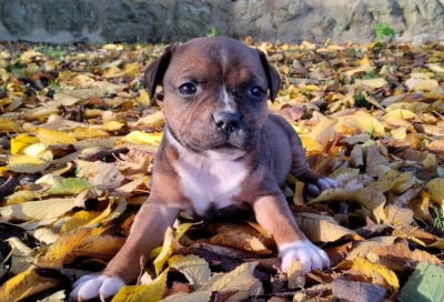 Les chiots de Staffordshire Bull Terrier