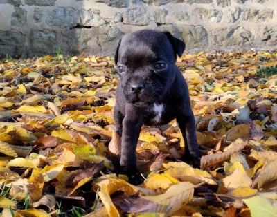 Les chiots de Staffordshire Bull Terrier