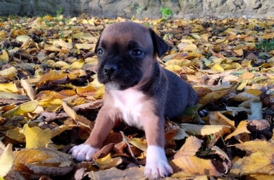 Les chiots de Staffordshire Bull Terrier