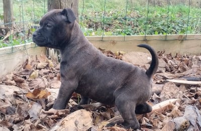 Les chiots de Staffordshire Bull Terrier