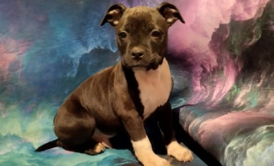 Les chiots de Staffordshire Bull Terrier
