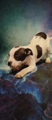 Les chiots de Staffordshire Bull Terrier