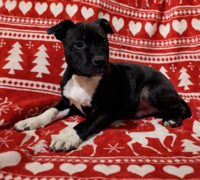 Les chiots de Staffordshire Bull Terrier