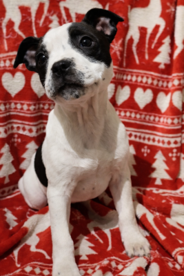 Les chiots de Staffordshire Bull Terrier