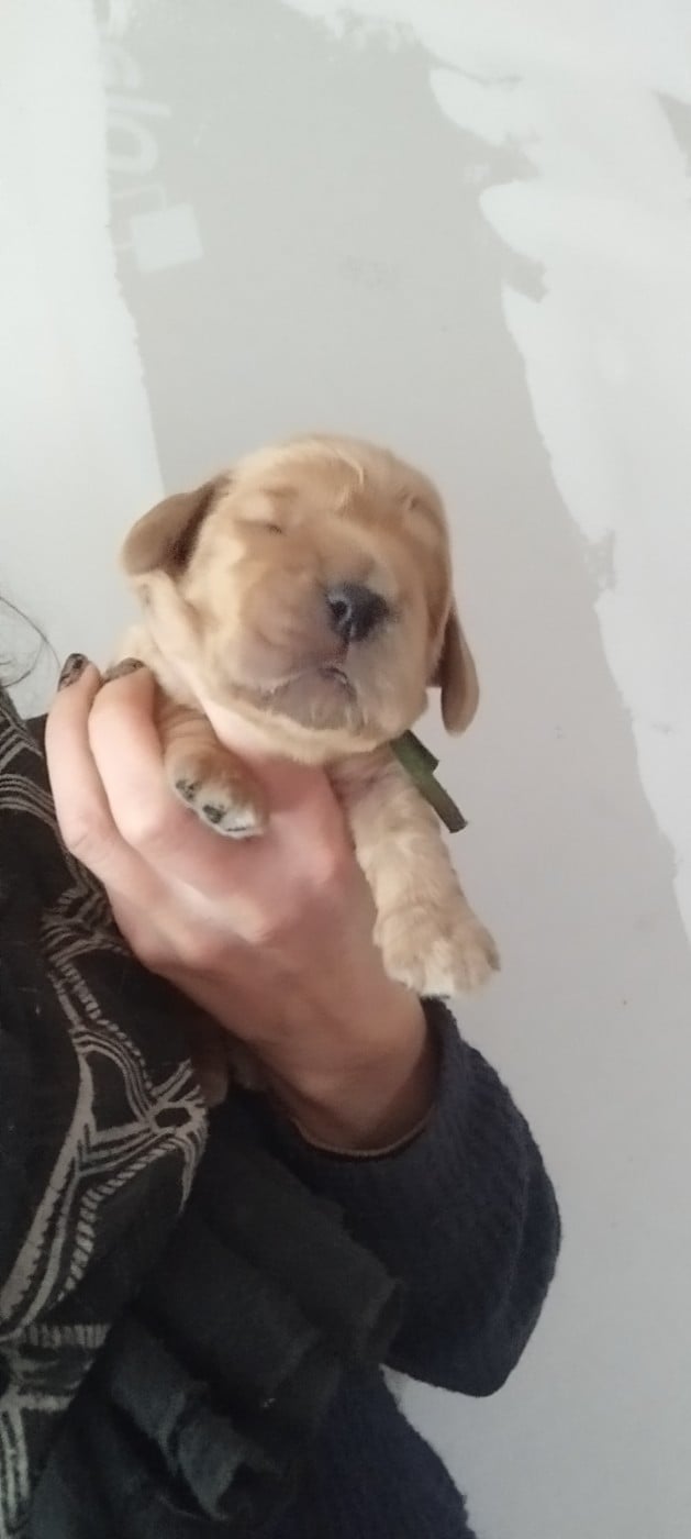 CHIOT 3 - Cocker Spaniel Anglais