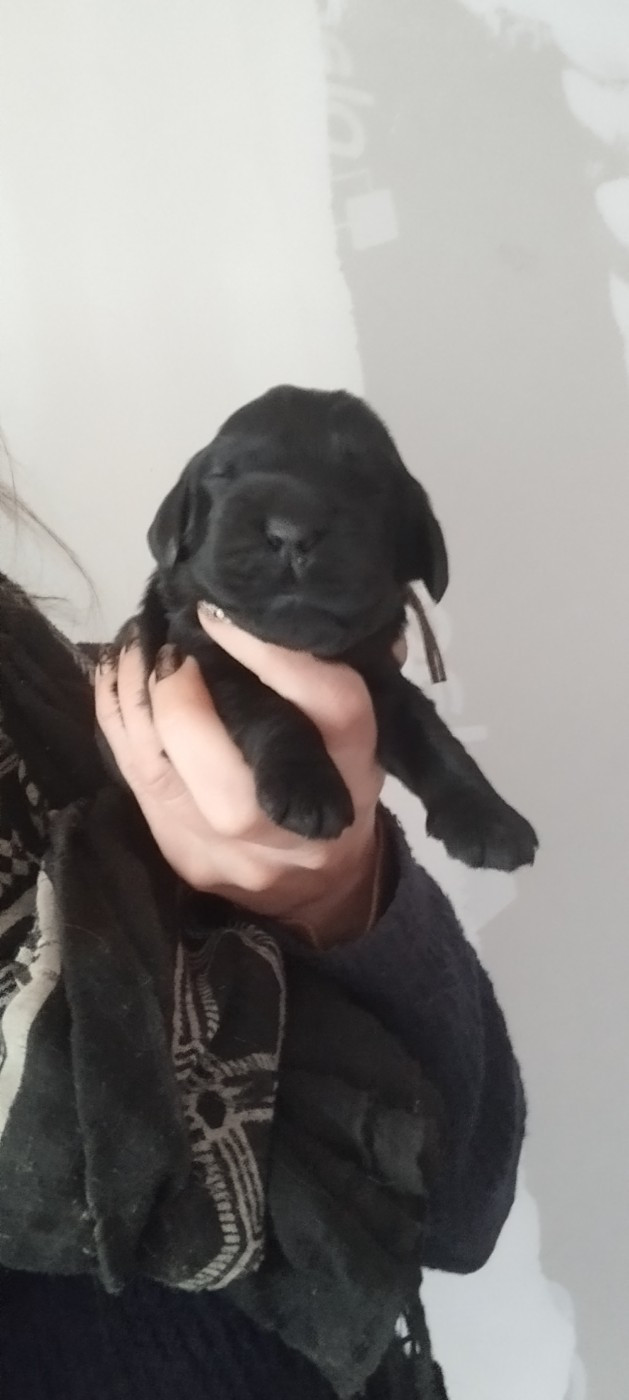 CHIOT 5 - Cocker Spaniel Anglais