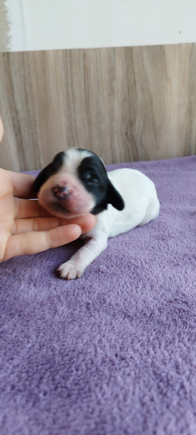 Collier rose - Cocker Spaniel Anglais