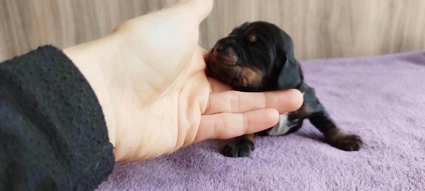 Collier blanc - Cocker Spaniel Anglais