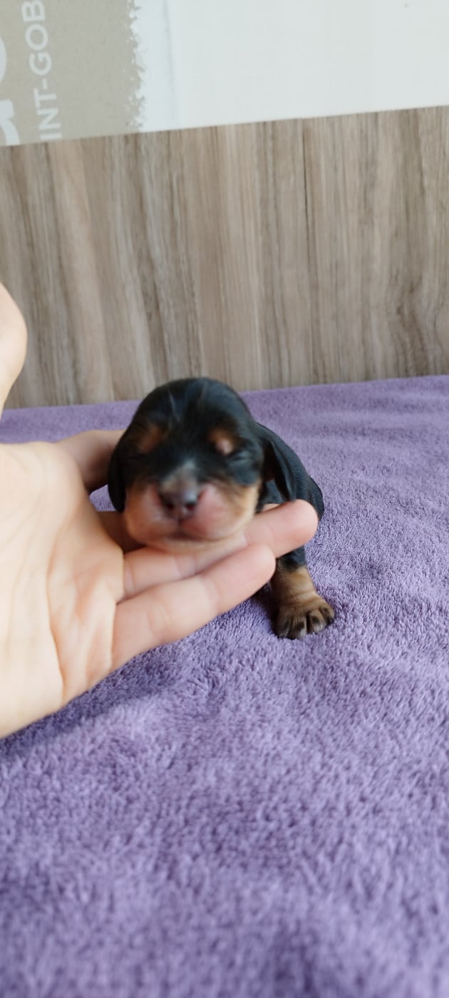 Collier rouge - Cocker Spaniel Anglais