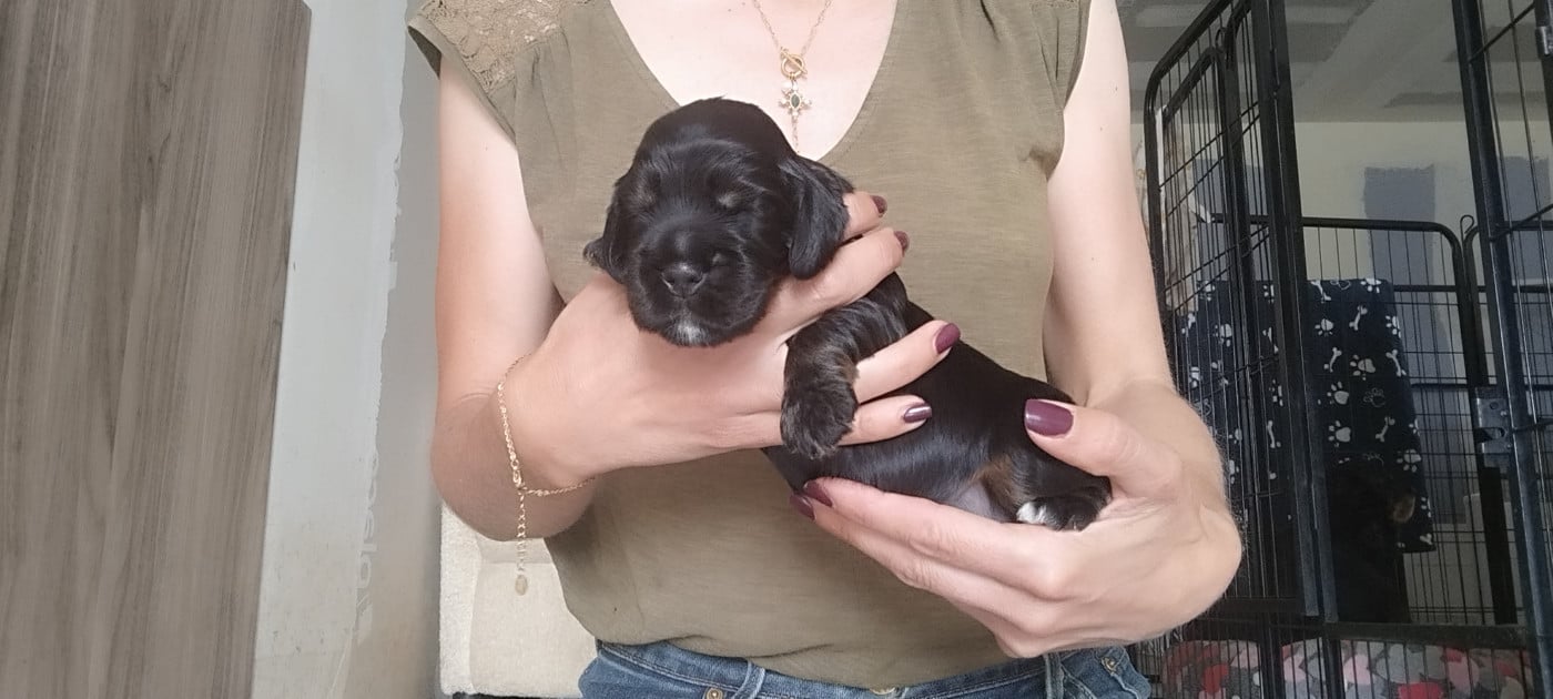 Collier jaune - Cocker Spaniel Anglais