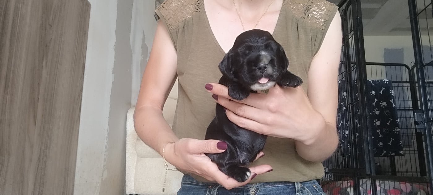 Collier vert - Cocker Spaniel Anglais