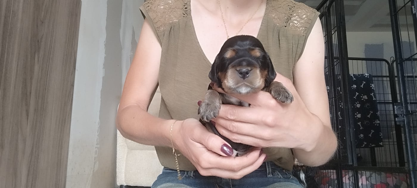 Chiot N°5 - Cocker Spaniel Anglais