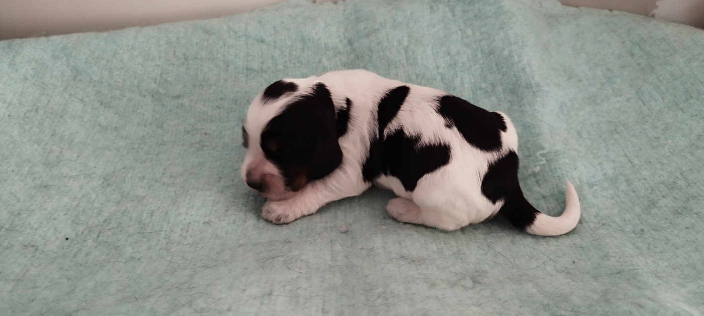 sans collier mâle tricolore - Cocker Spaniel Anglais