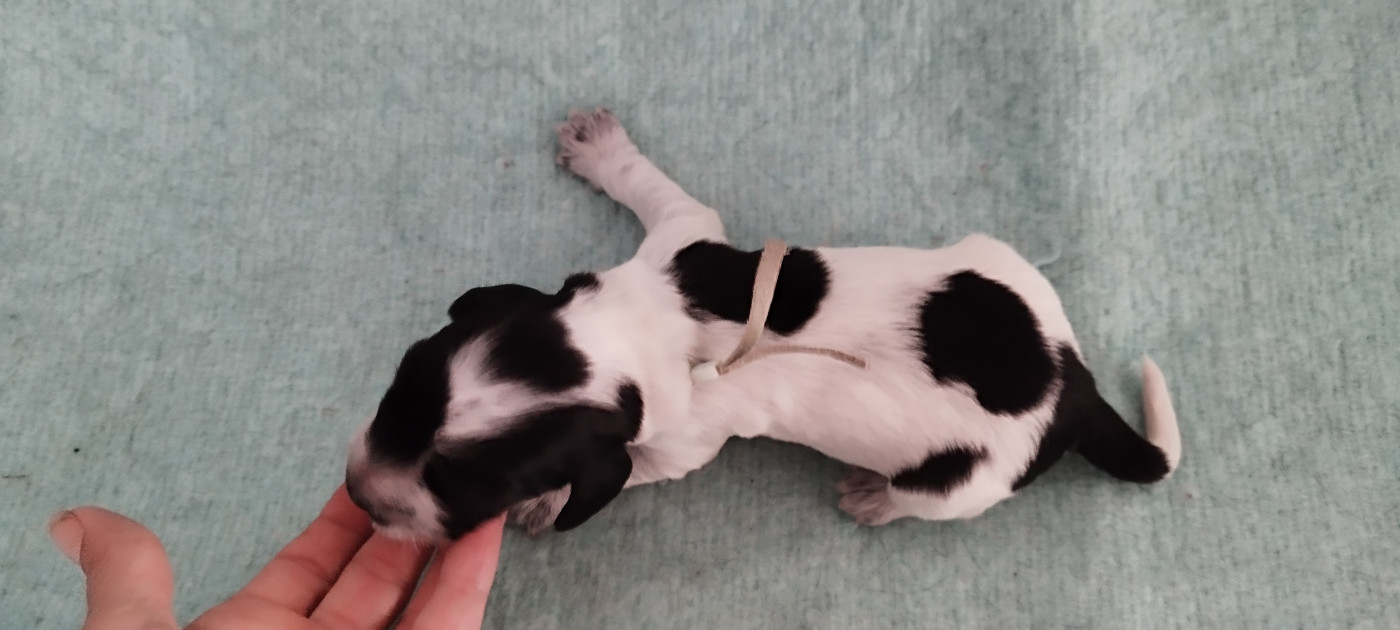 Collier vert mâle bleu - Cocker Spaniel Anglais