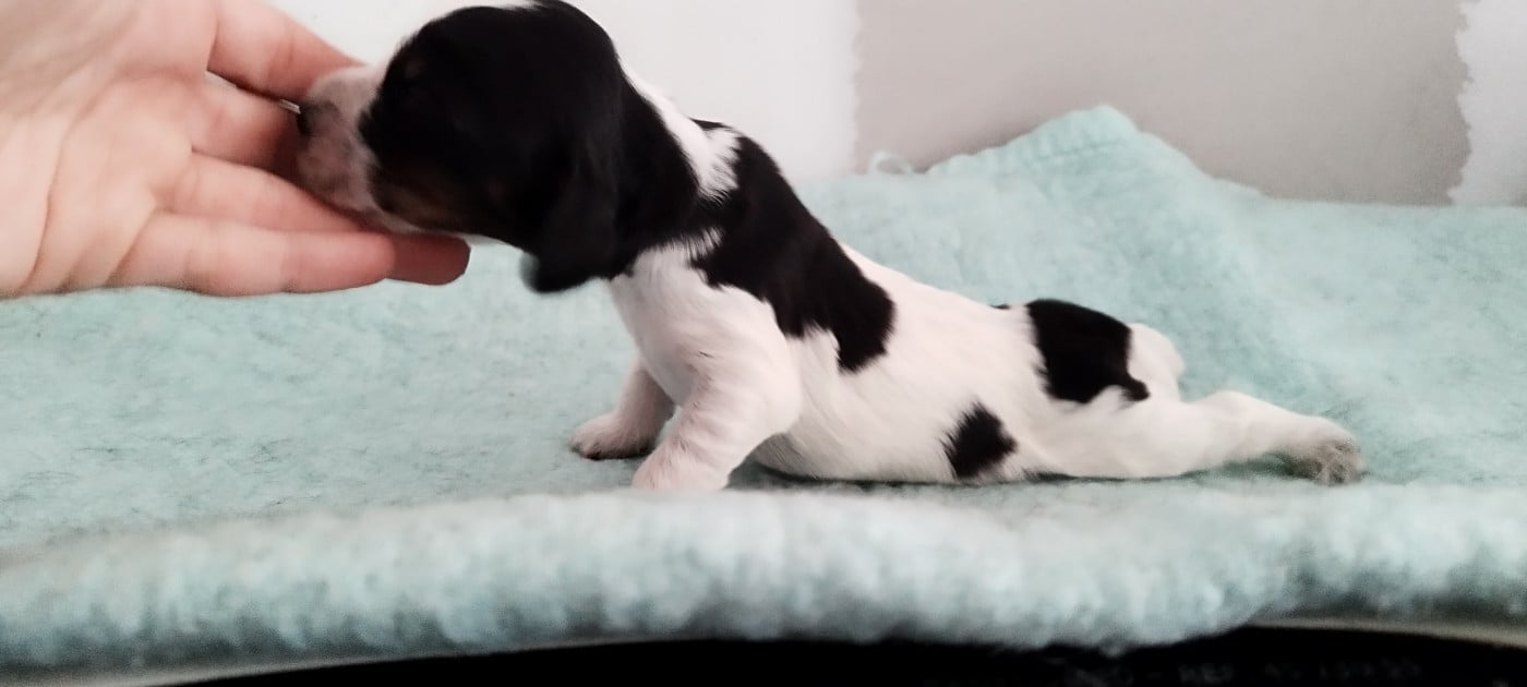 Femelle tricolore - Cocker Spaniel Anglais
