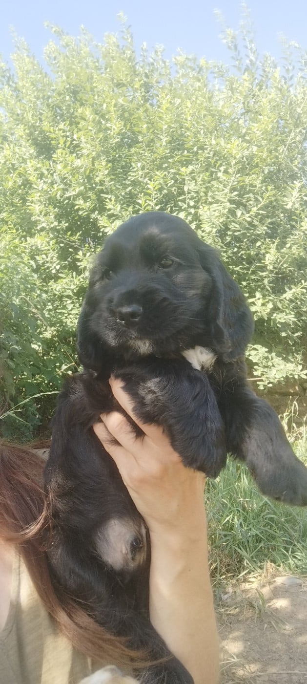 BOSTON - Cocker Spaniel Anglais