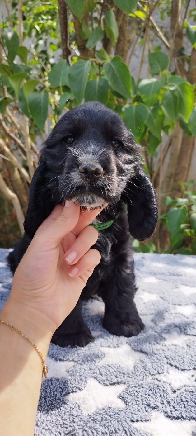 BUDDY - Cocker Spaniel Anglais