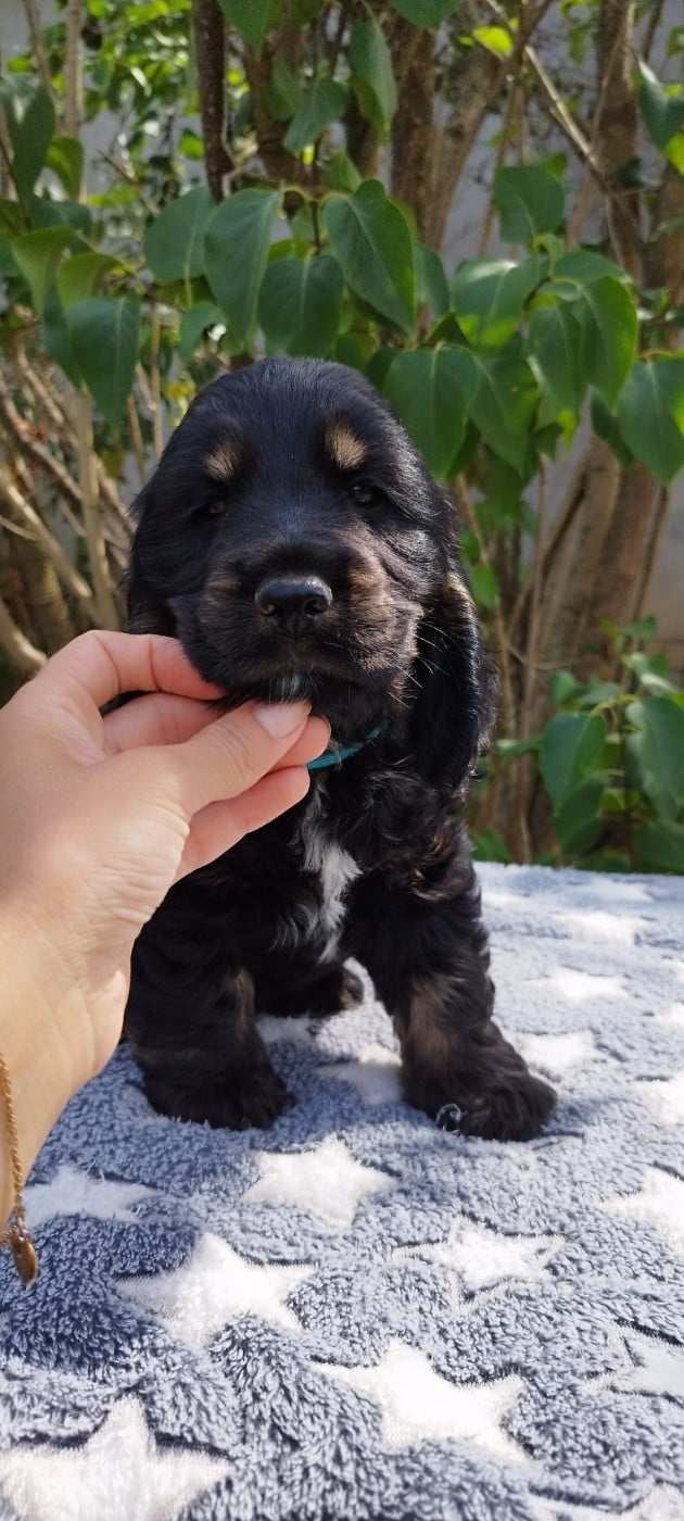 BOY - Cocker Spaniel Anglais