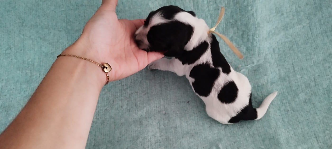 Collier jaune mâle bleu