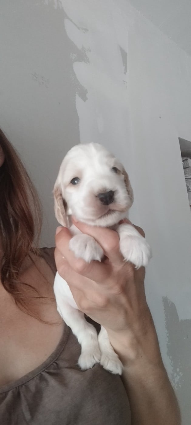 BALOU