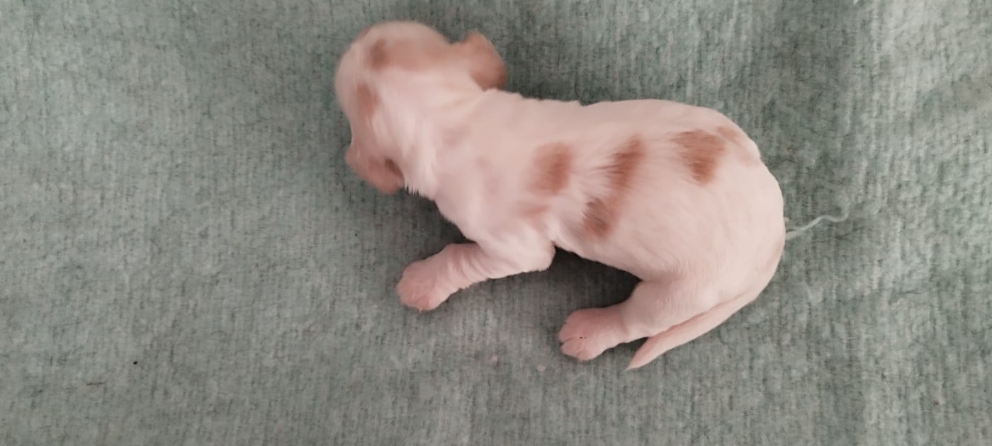 BALOU