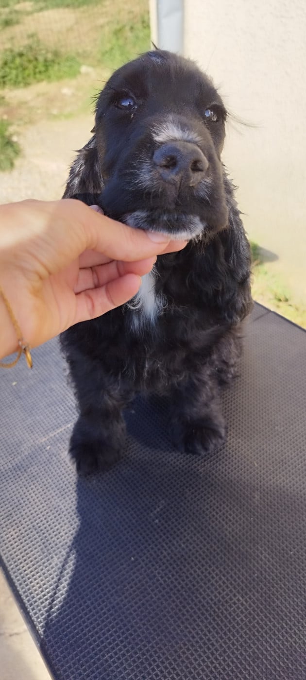 BUDDY