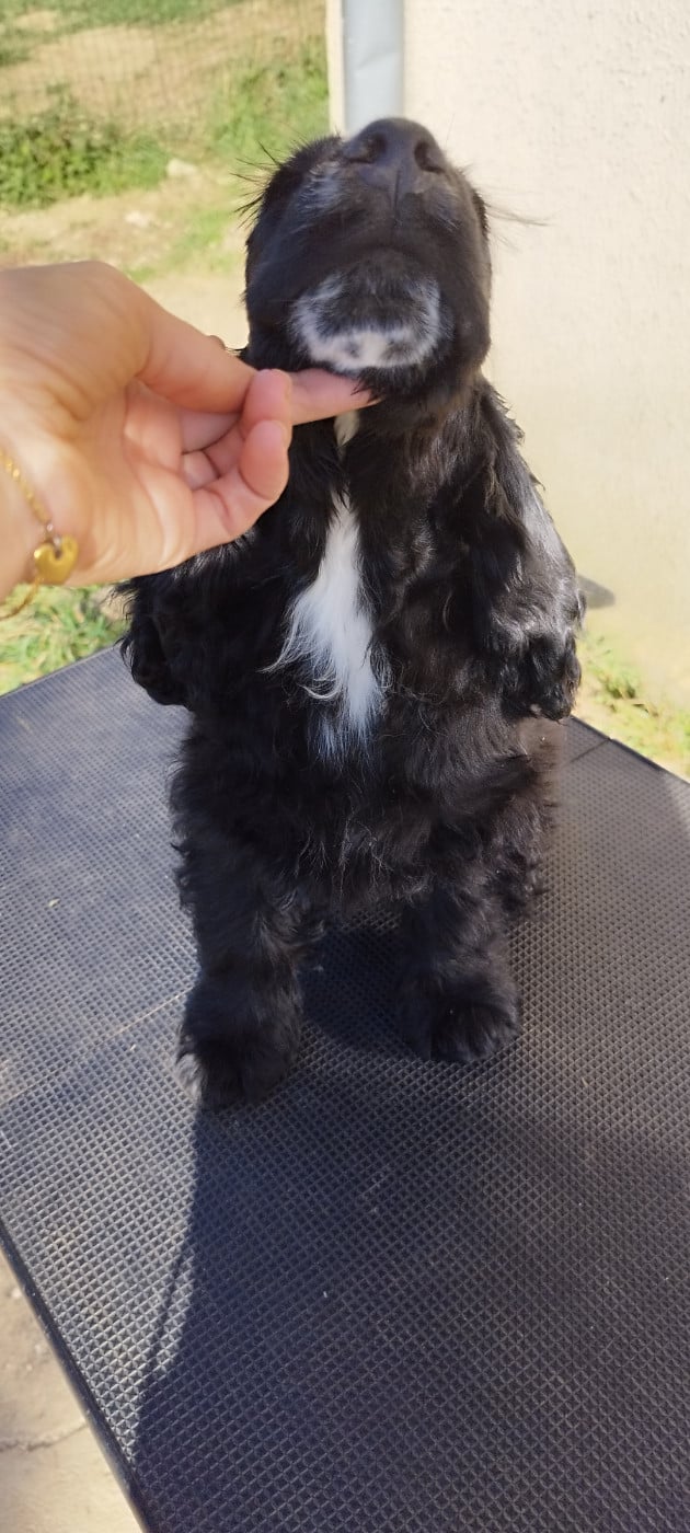 BUDDY